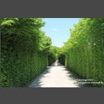 Bayreuth Eremitage - Im Kanalgarten (3)